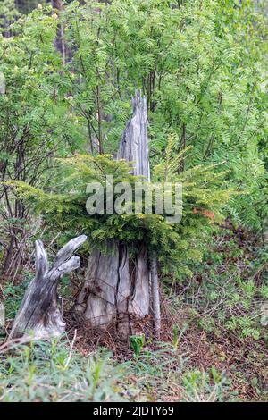 Un piccolo albero di Natale in addensati di erba antica, moncone antico e cespugli selvatici sullo sfondo di una foresta Foto Stock