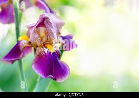 Grande fiore viola iride su sfondo sfocato primavera natura con spazio copia. Fiore luminoso e colorato per striscioni o carte di sfondo. Messa a fuoco selettiva Foto Stock