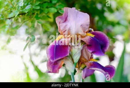 Bellissimo fiore viola iride crescere in giardino. Primo piano di un'iride di fiori. Sfondi estivi e primaverili. Messa a fuoco selettiva Foto Stock