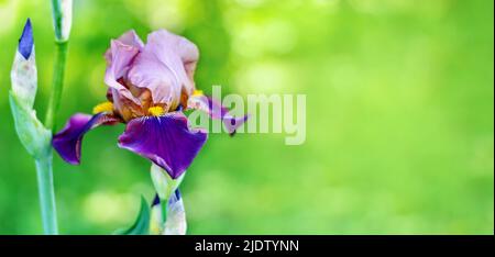 Bellissimo fiore viola iride closeup su uno sfondo verde sfocato natura con spazio copia. Foto Stock