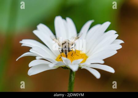 Un hoverfly che si alimenta su una margherita di osseye in un giardino nello Yorkshire, Inghilterra. Foto Stock