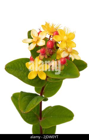 Hypericum perforatum, noto come erba di San Giovanni, fiori gialli e bacche rosse si avvicinano su sfondo bianco Foto Stock