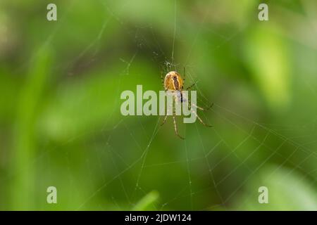 Un ragno comune tessitore di erbe - Metellina Segmentata - far girare una rete in un giardino inglese. Foto Stock