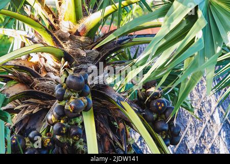 Molta frutta appesa alla palma asiatica di palmyra o al flabellifer di Borassus, comunemente conosciuto come doub, palmyra, tala o palma di tal, toddy, palma di vino o mela di ghiaccio. PA Foto Stock