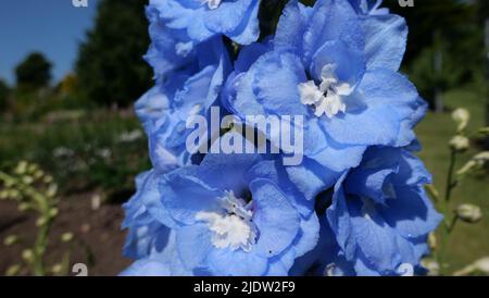 Primo piano di bellissimo delphinium blu e bianco in giardino Foto Stock