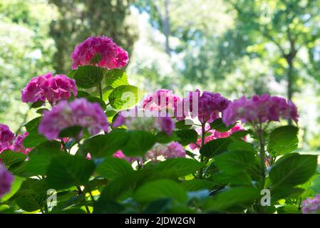 Bei fiori rosa nel mezzo del parco Foto Stock