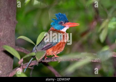 Martin pescatore verde (Actenoides monachus monachus) dalla Riserva Naturale di Tangkoko, Sulawesi settentrionale, Indonesia. Foto Stock