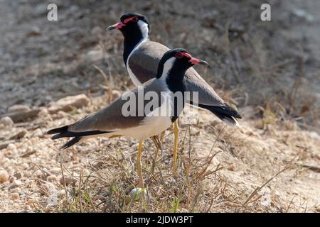 Coppia di lappi lappati dal wattled rosso (Vanellus indicus) nel Parco Nazionale di Kanha, Madhya Pradesh, India. Foto Stock