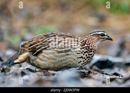 Frocolin crestato (Dendroperdix sefaena) da Zimanga, Sudafrica. Foto Stock