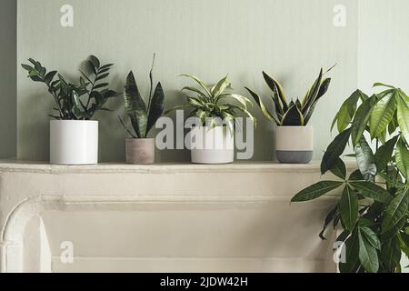 una varietà di piante da interno su una mensola bianca, concetto di giardino interno Foto Stock