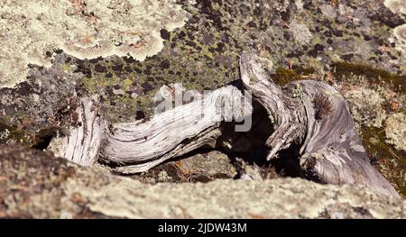Parte di alcuni alberi morti sulla riva. Cliff è sullo sfondo. Albero morto caduto. Foto Stock