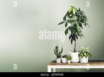 Pachira aquatica in vaso di fiori bianchi, dieffenbachia, sansevieria, peperomia rosso e senecio barbertonicus sulla tavola di legno Foto Stock