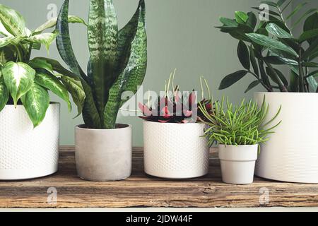 Varie piante domestiche - dieffenbachia, sansevieria, peperomia rosso, zamioculcas e senecio barbertonicus su un tavolo in legno primo piano Foto Stock