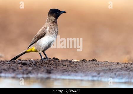 Bubul (Bubul dall'occhio nero), (Pycnonotus barbatus tricolor), da Zimanga, Sudafrica. Foto Stock