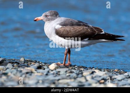 Gabbiano dei Delfini (Leuchophaeus scoresbii) da Puerto Natales, Cile. Foto Stock