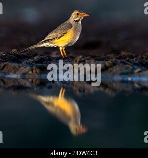 Kurrichane Thrush (Turdus libonyana) da Zimanga, Sudafrica. Foto Stock