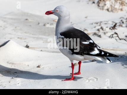 Dolphin Gull (Leuchophaeus scoresbii) da Saunders Island, Isole Falkland Foto Stock