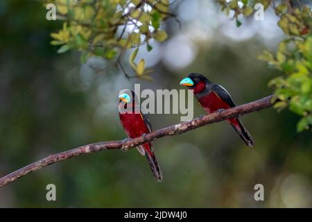 Coppia di boradbillo nero e rosso (Cymbirhynchus macrorhynchos) dal Parco Nazionale Tanjung Puting, Kalimantan, Borneo (Indonesia). Foto Stock