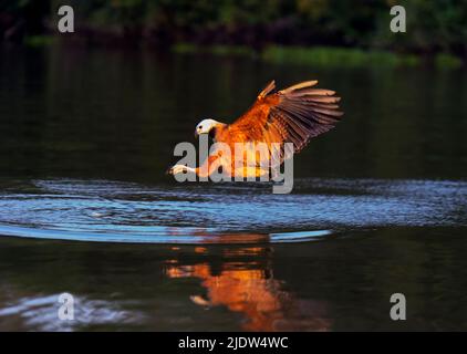 Falco nero-collardo (Busarellus nigricollis) pesca a Rio Claro, Pantanal, Brasile. Foto Stock