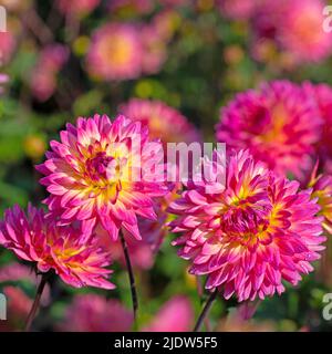 Dahlias in fiore in un primo piano Foto Stock