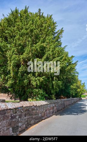 Alberi di tasso a St Mary-the-Virgin Church, Overton-on-Dee, Wrexham, Galles Foto Stock