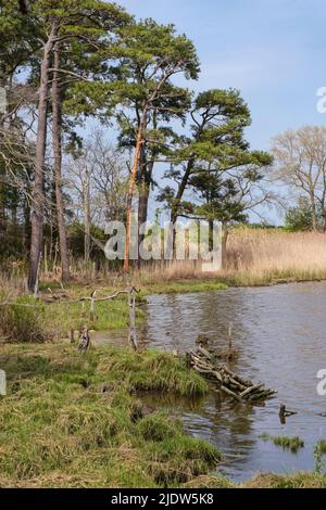 Delaware Botanic Gardens a Pepper Creek. Pinete di Loblolly (Pinus taeda) nelle zone umide del Delaware. Foto Stock