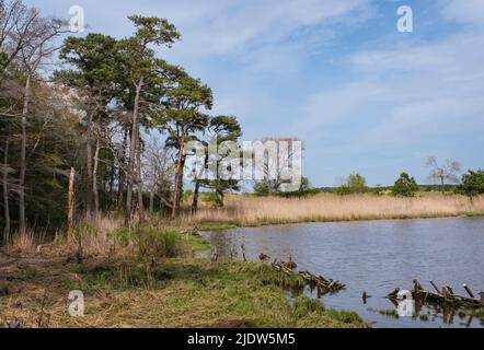 Delaware Botanic Gardens a Pepper Creek. Pinete di Loblolly (Pinus taeda) nelle zone umide del Delaware. Foto Stock