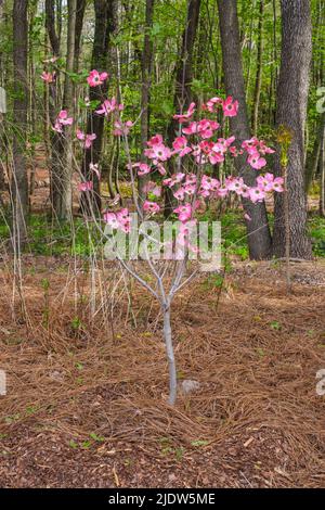 Delaware Botanic Gardens a Pepper Creek. Dogwood rosa in Springtime. Foto Stock