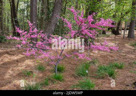 Delaware Botanic Gardens a Pepper Creek. Rosso Bud, Rosso Appalachiano, Cercis Canadensis Foto Stock