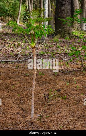 Delaware Botanic Gardens a Pepper Creek. Aralia spinosa, bastone del Diavolo, Angelica-albero. Foto Stock