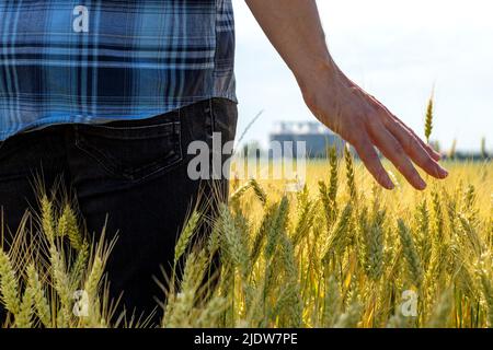 La mano di un agricoltore tocca la parte superiore delle orecchie di grano all'inizio dell'estate. Primo piano. Foto Stock