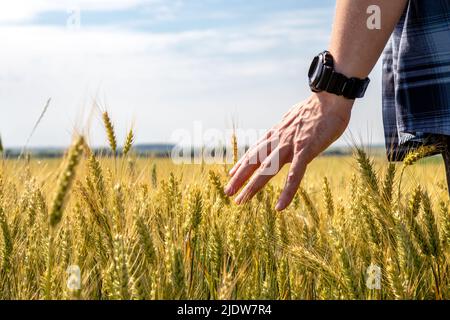 La mano di un agricoltore tocca la parte superiore delle orecchie di grano all'inizio dell'estate. Primo piano. Foto Stock