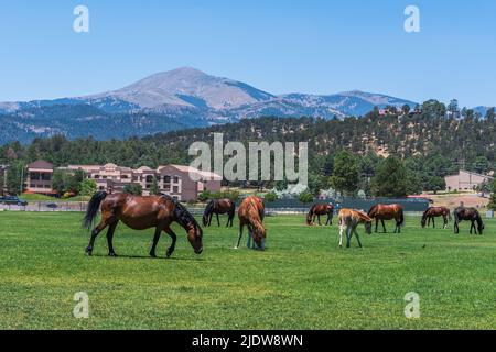 Cavalli selvaggi della Contea di Lincoln e della Sierra Blanca Mountain Peak a Ruidoso, New Mexico. Foto Stock