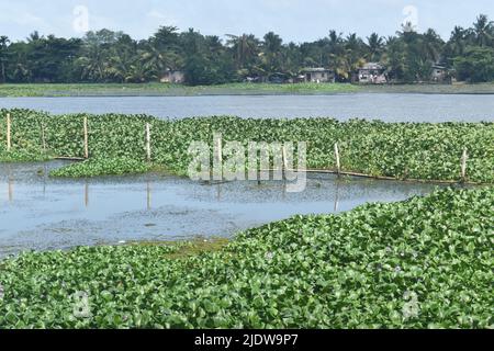 Una vista sul Lago di Bolgoda. Il lago Bolgoda o il fiume Bolgoda è un lago d'acqua dolce nella provincia occidentale dello Sri Lanka, che si estende a cavallo del confine tra il distretto di Colombo e il distretto di Kalutara. Si compone di due corpi principali di acqua, una parte settentrionale e una parte meridionale, collegati da un canale chiamato fiume Bolgoda. Il lago si drena nel mare all'estuario di Panadura. Sri Lanka. Foto Stock