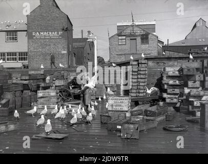 1950s, storica, attività presso il porto di Mallaig, un villaggio di pescatori nelle Highlands, Scozia, Regno Unito, che mostra le casse di pesce e numerosi gabbiani, in quanto il porto era un luogo importante per la pesca dell'aringa in questa epoca. Un cartello per D. A. Macrae Ltd, mercanti di pesce all'ingrosso, sede centrale, Whitefriargate. Scafo. Un altro cartello e una freccia sull'edificio dice "a vapore passeggeri". Foto Stock