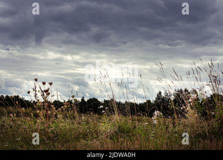 Tempesta che si avvolga su un campo di fattoria con erba alta Foto Stock