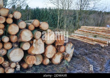 Legna da ardere tagliata e tronchi accatastati insieme in un cumulo di deposito in un lumberyard. Legno sfondo con tessitura e raccolta legno rustico secco come un Foto Stock