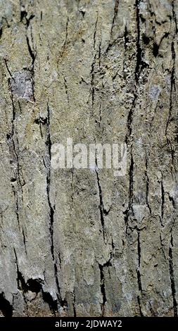 Primo piano texture of Eucalyptus tree corteccia texture background. Astratto naturale Foto Stock