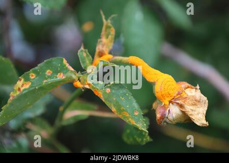 Malattia di pianta nella famiglia Rosaceae. Danni alla ruggine rosa. Tuberculatum di Phragmidium. Malato di rosa ornamentale. Parassiti di pianta. Il concetto di Foto Stock