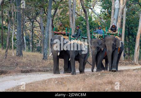 Mahoots equitazione elefanti indiani addomesticati nel Parco Nazionale di Pench, Madhya Pradesh, India. Foto Stock