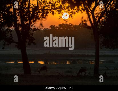 Tramonto nel Parco Nazionale di Kanha, Madhya Pradesh, India. Foto Stock