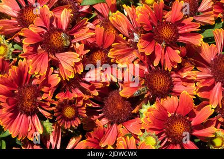 Gaillardia aristata, Fiori, fioritura, fiore coperta, fioritura, Gaillardia aristata "pin Top Yellow Touch" Foto Stock