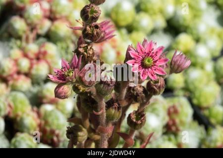 Sempervivum 'Silberling', Estate, Fiore, primo piano, fioritura, Houseleek, fiorendo Foto Stock