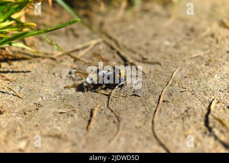 ape morta a terra Foto Stock