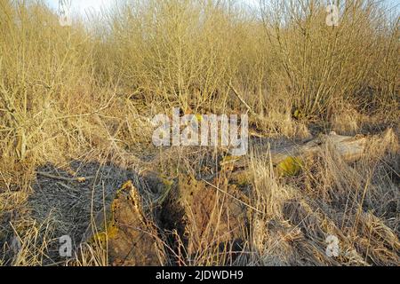 Vista di praterie aride e secche e di un albero caduto in una palude vuota della Danimarca all'inizio della primavera. Fondo testurizzato non coltivato con dettaglio e spugnolo denso Foto Stock