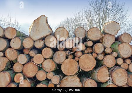 Tronchi di albero accatastati su pronto per essere trasformato in legno utilizzabile. Mucchio di ceppi di alberi tagliati in campagna. Tronchi di legna da ardere tritati impilati insieme in un Foto Stock