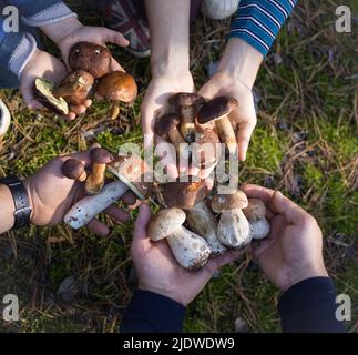 le mani di persone irriconoscibili contengono una collezione di vari funghi della foresta appena raccolti. Famiglia su una passeggiata interessante nella foresta e un successfu Foto Stock