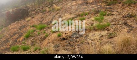 Erba patchy o erbacce che crescono su un campo aperto vicino Table Mountain National Park, Città del Capo, Sudafrica. Arbusti secchi con pezzetti di verde e piante Foto Stock