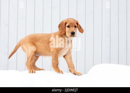 Cucciolo nella neve Foto Stock