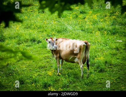 mucche da latte pascolo su una collina in primavera Foto Stock